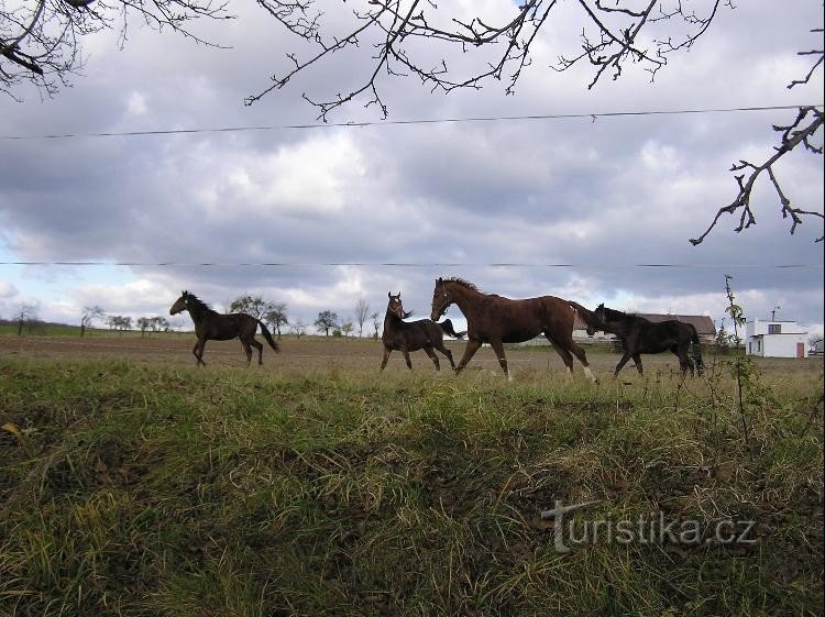 Radkova Lhota: Caballos