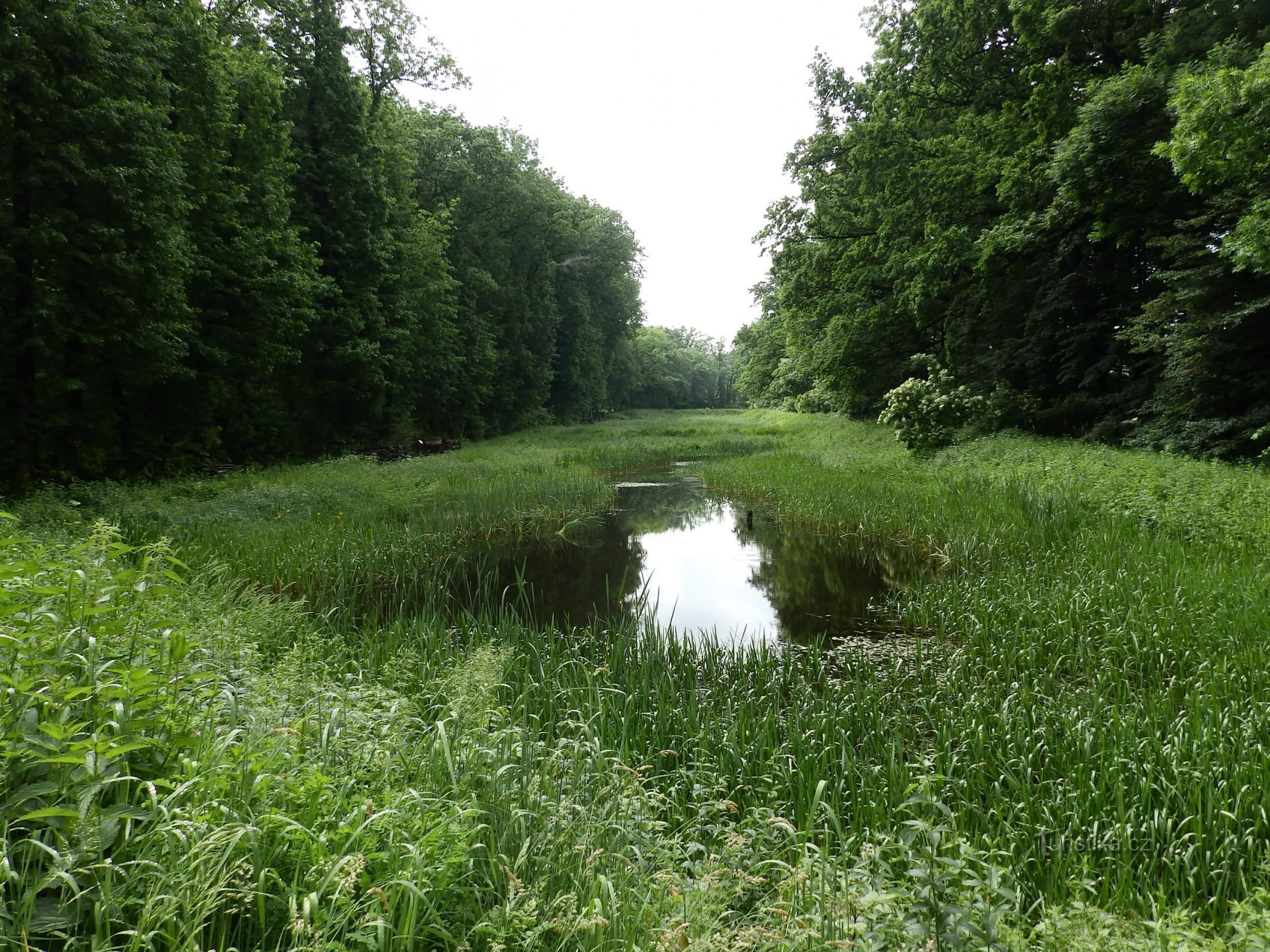 Zona umida di Radunský c) ČSOP