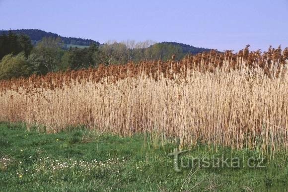 Rákosina in Střítěž