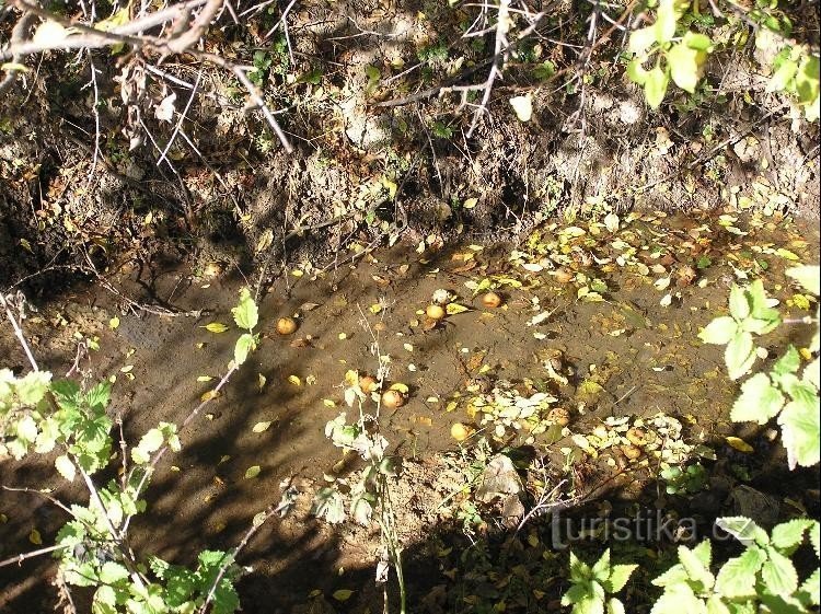 Rakovka: Corriente en el camino a Býškovice