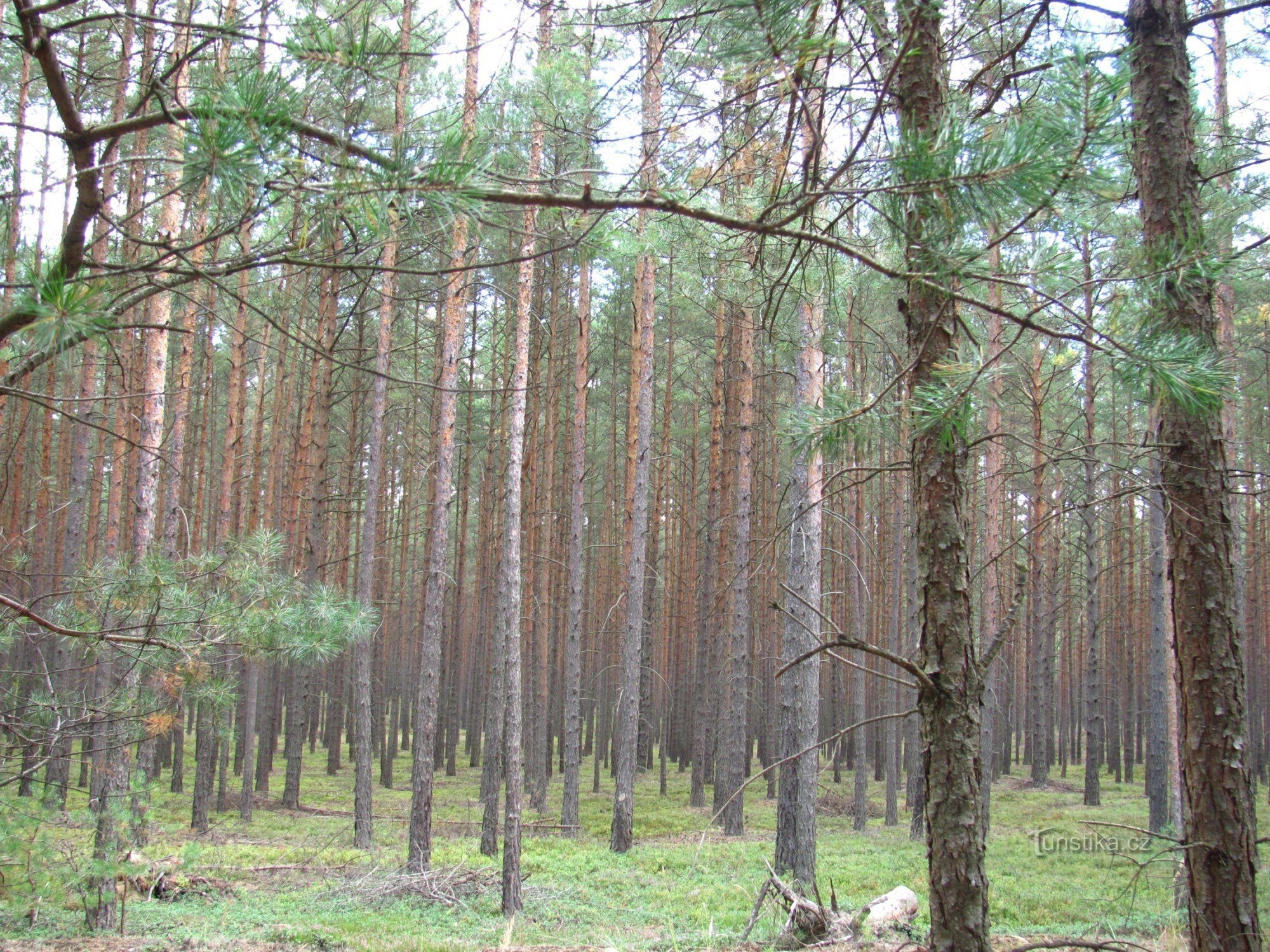 Ralsk Mimonin läheisyydessä