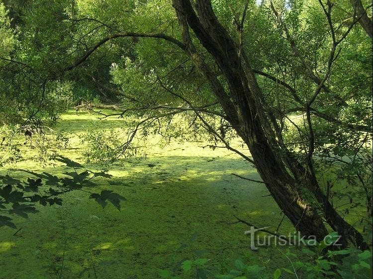 Vai ở Prostňák