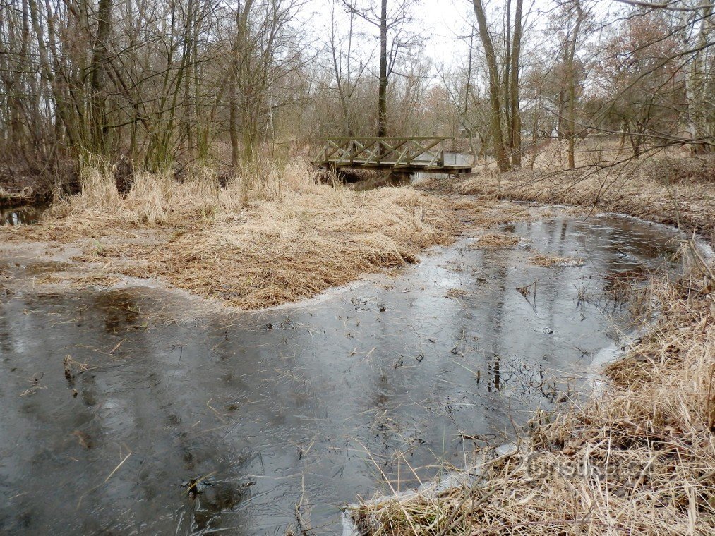 Arm at Stříbrné rybník