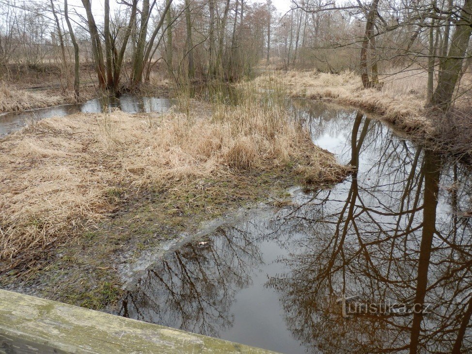 Cánh tay tại Stříbrné rybník