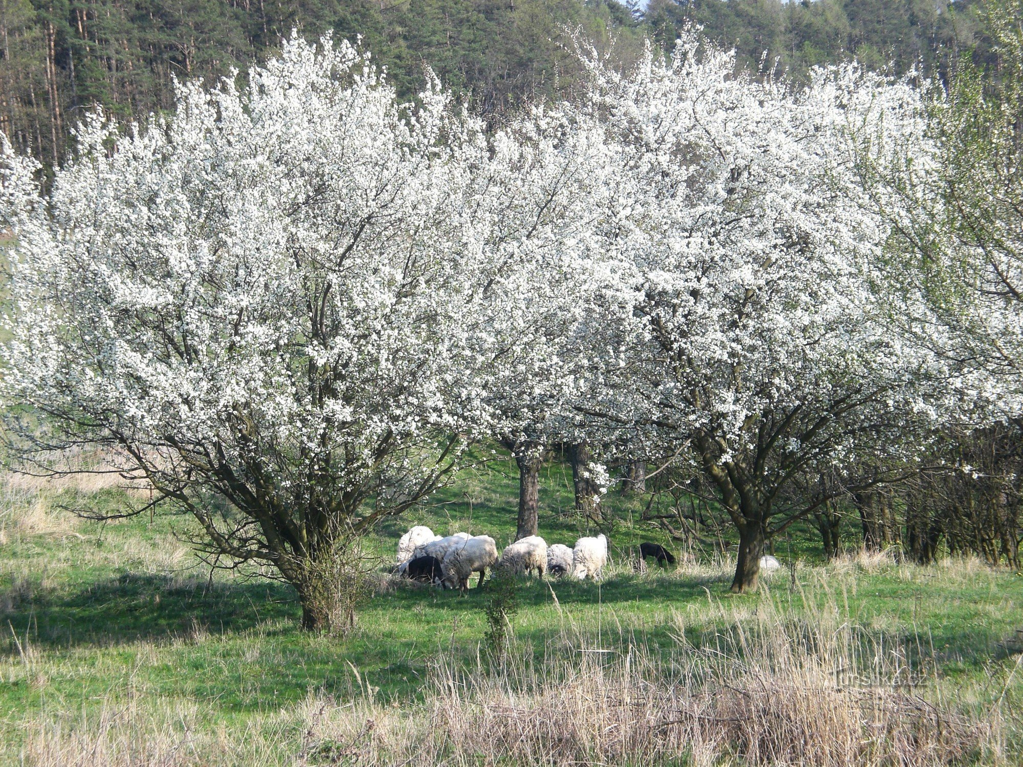 春の牧場