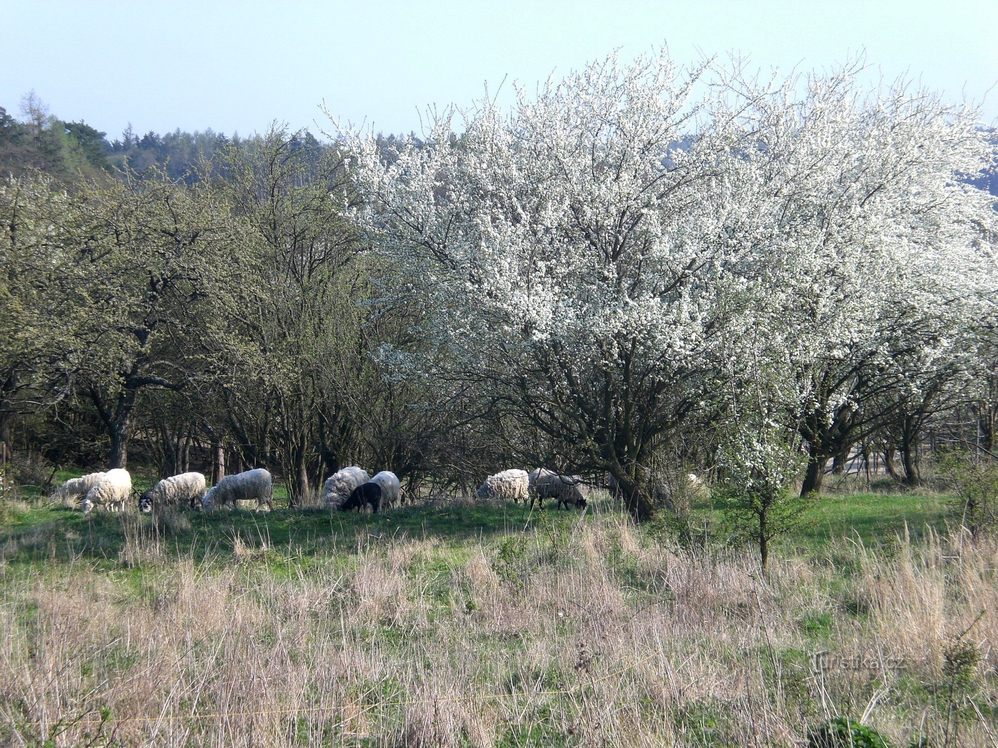 trang trại vào mùa xuân