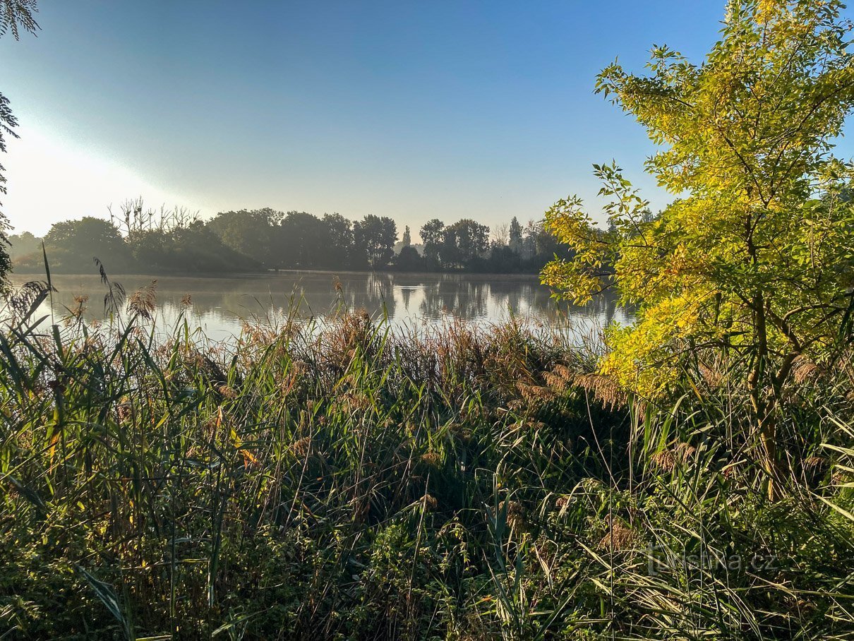 Frühe Birke