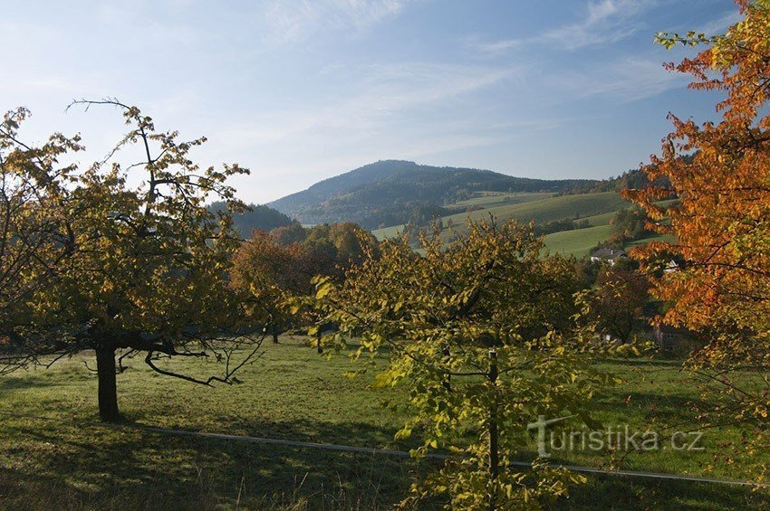 Vista de la mañana de la arboleda