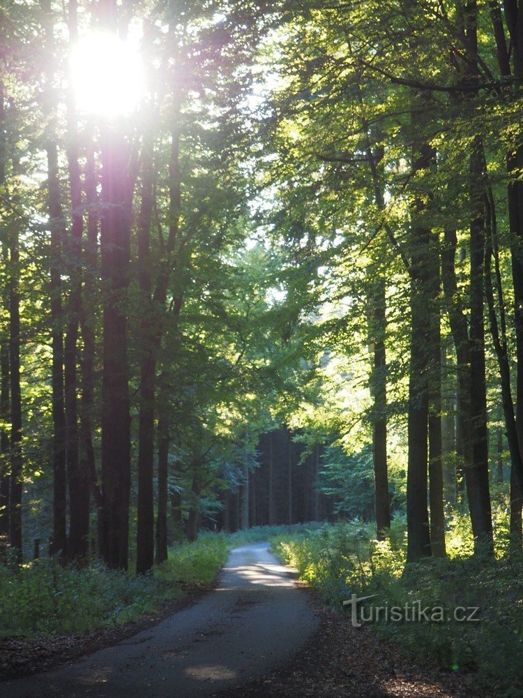 Morgenromantik på vej