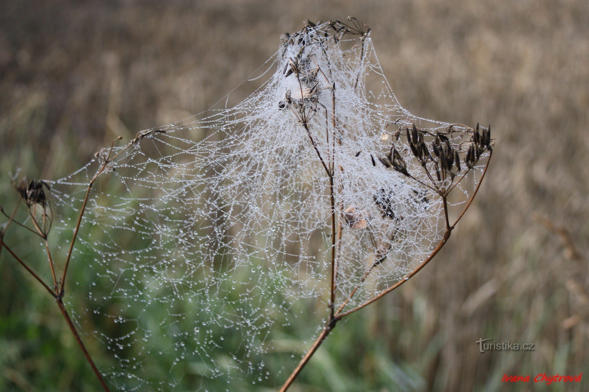 rosée du matin sur une toile d'araignée