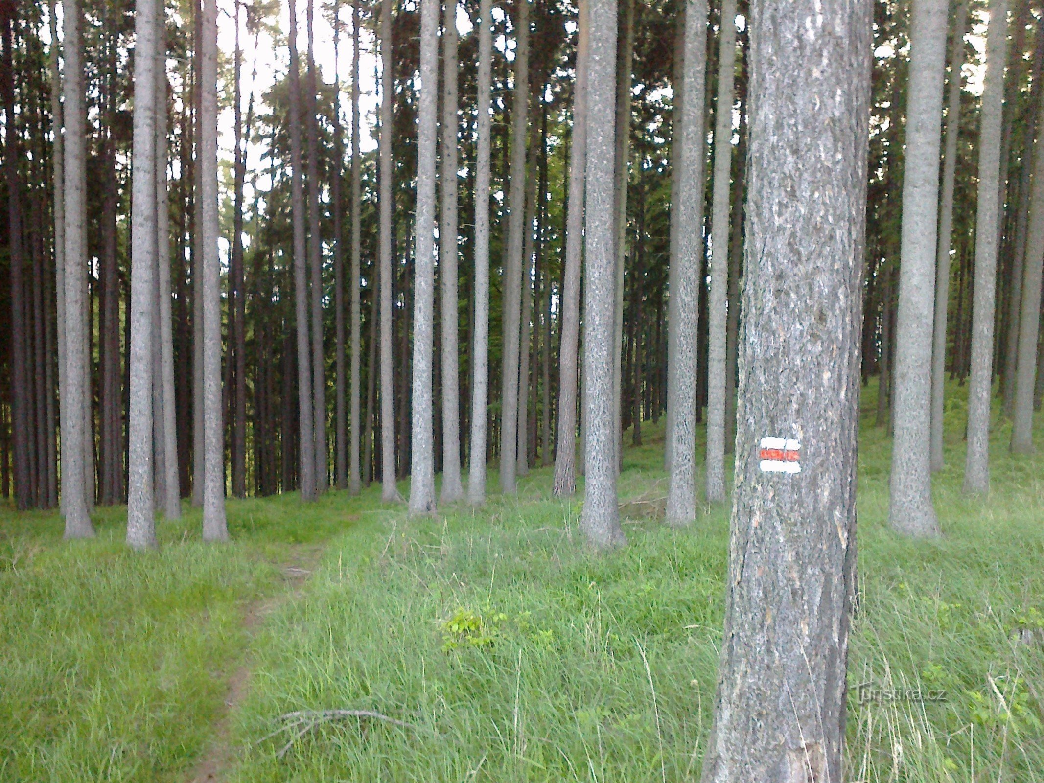 Through the morning forest to Seč