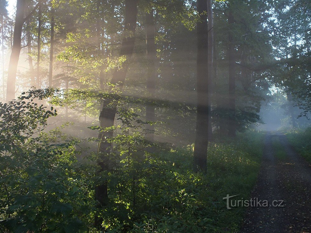 Matin à Datyňské les