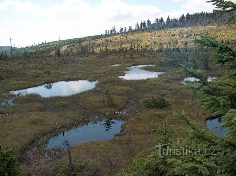 Jizera peat bog