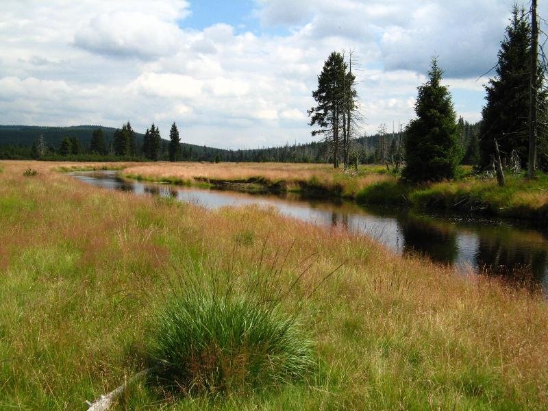 Rašeliniště Jizery