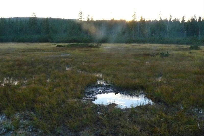 Tourbière de Jizera - réserve naturelle