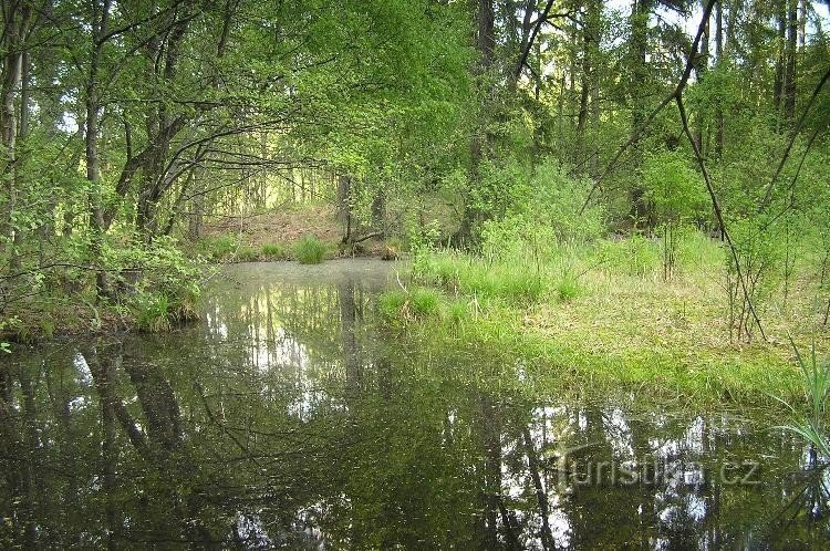 mlaștină: rezervație naturală Březina