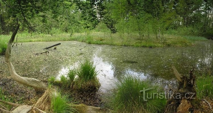 bog: nature reserve Březina