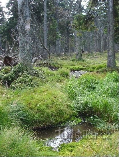 Pantano: Pantano debajo de la cima de una montaña.