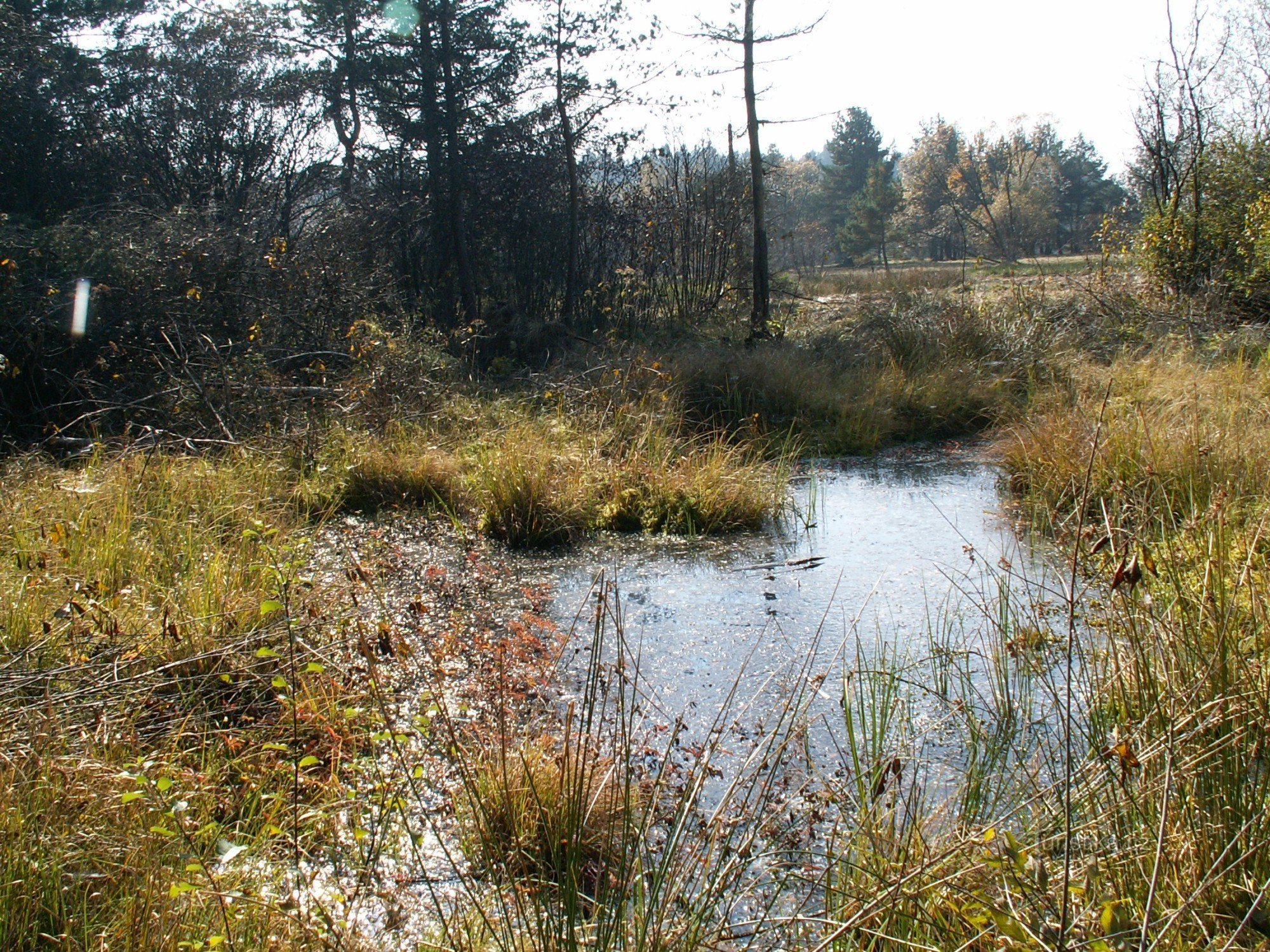 Peatland near the Babín Pond