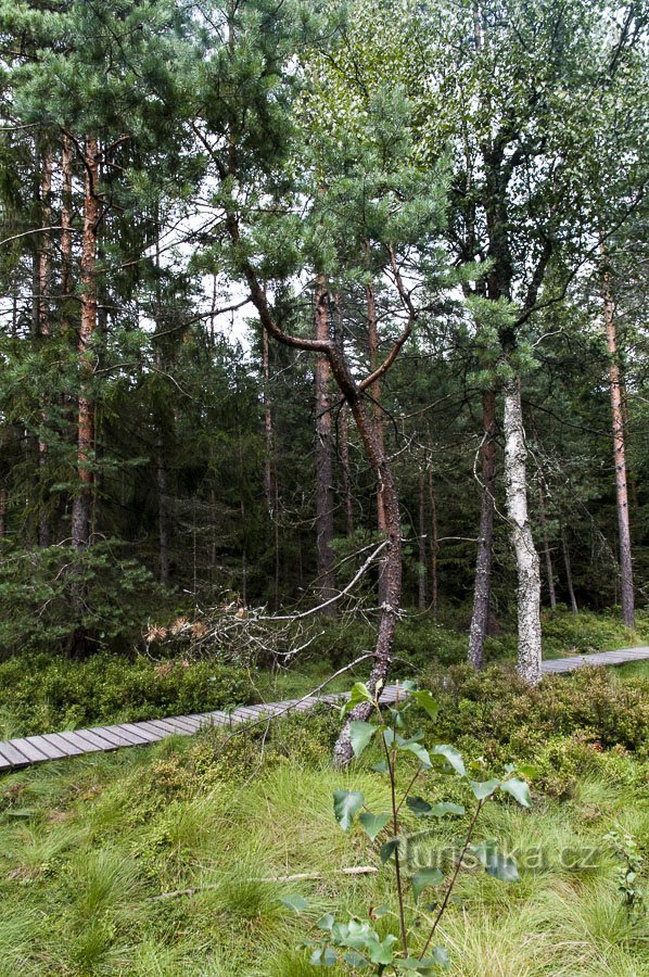 Hochmoor Velké Dářko