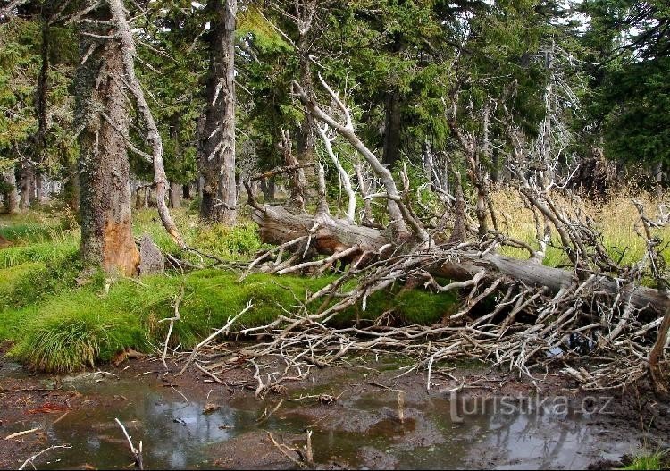 Bog: un colpo dalla palude sotto il picco