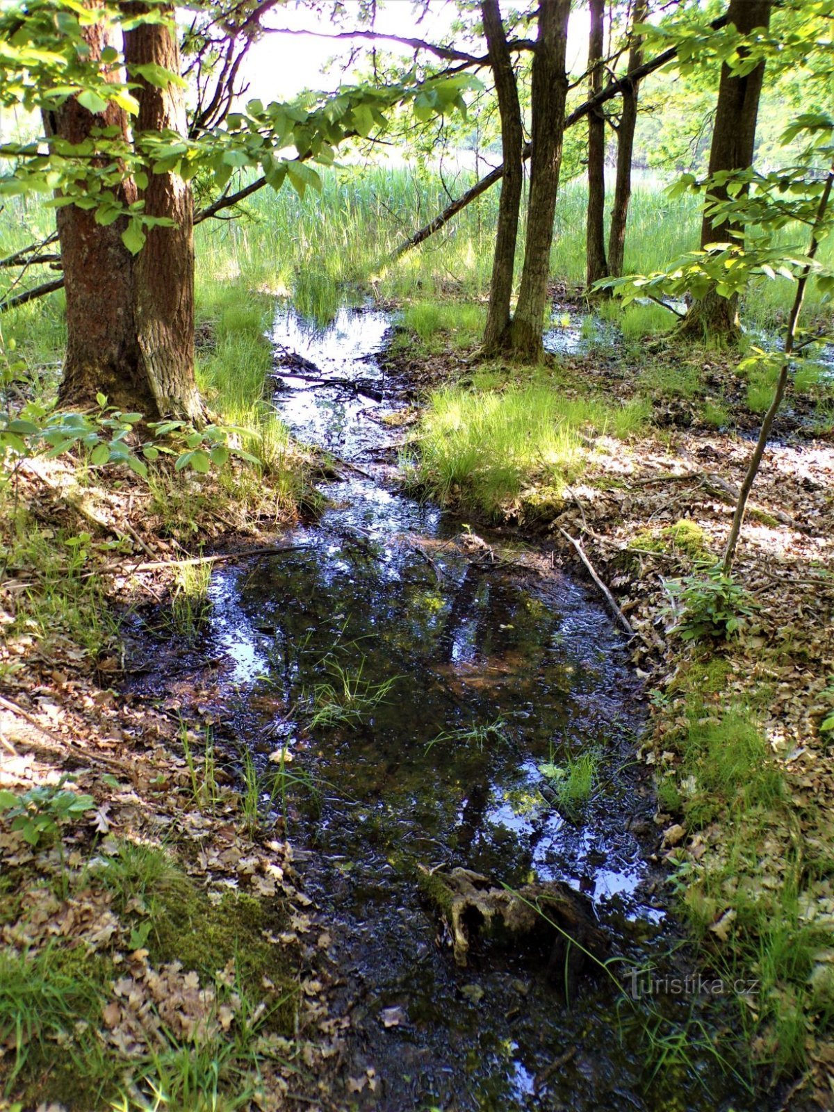 Řasov (Kobylice, June 1.6.2021, XNUMX)