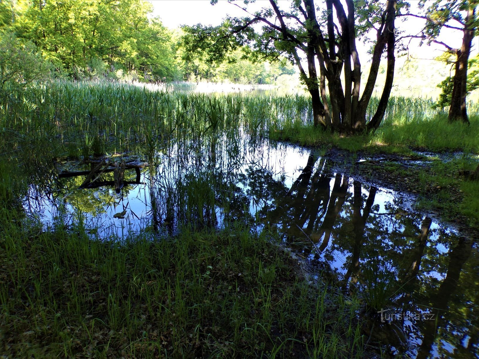 Řasov (Kobylice, 1.6.2021 giugno XNUMX)