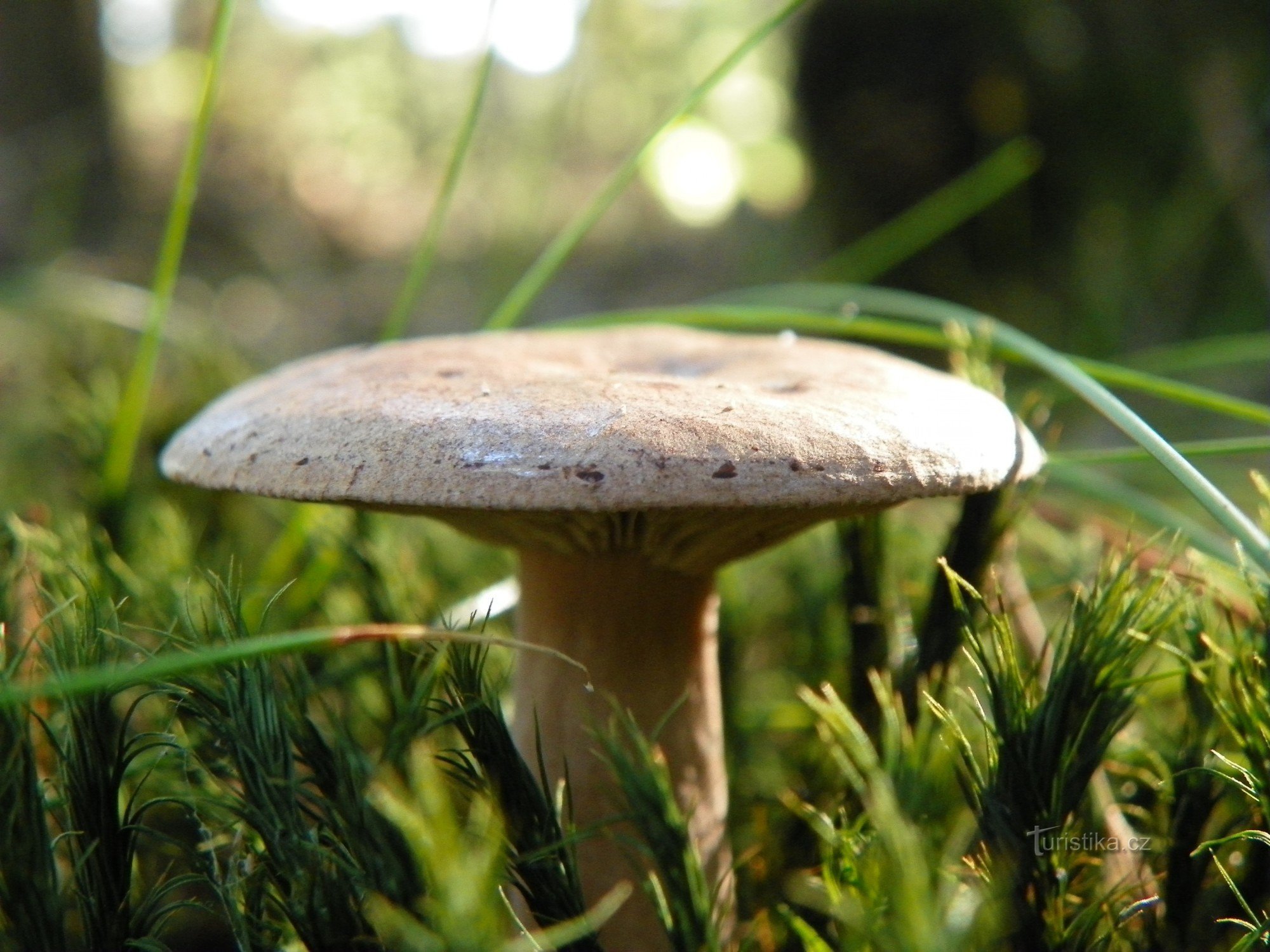 Rašovice - cueillette de champignons