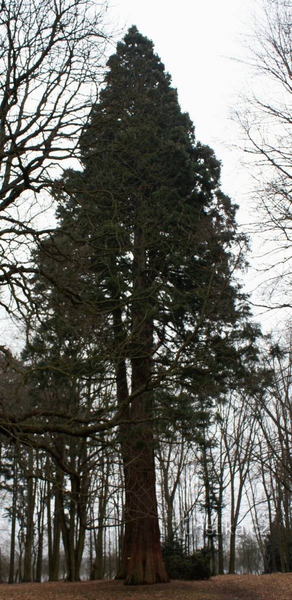 Ratměřice - Parc și copaci sequoia