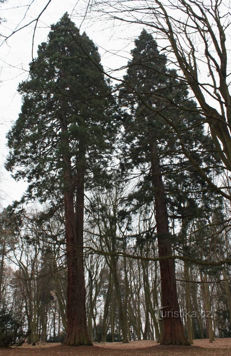 Ratměřice - Park och sequoiaträd