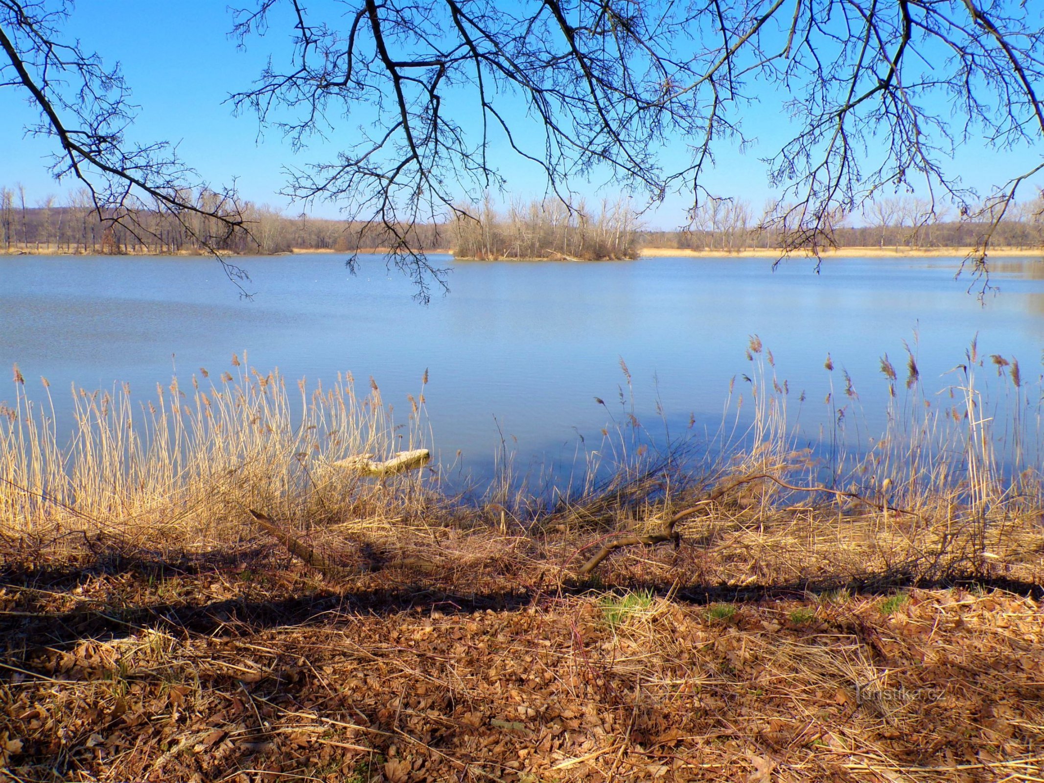 Ředický pond (Horní Ředice, 21.3.2022)