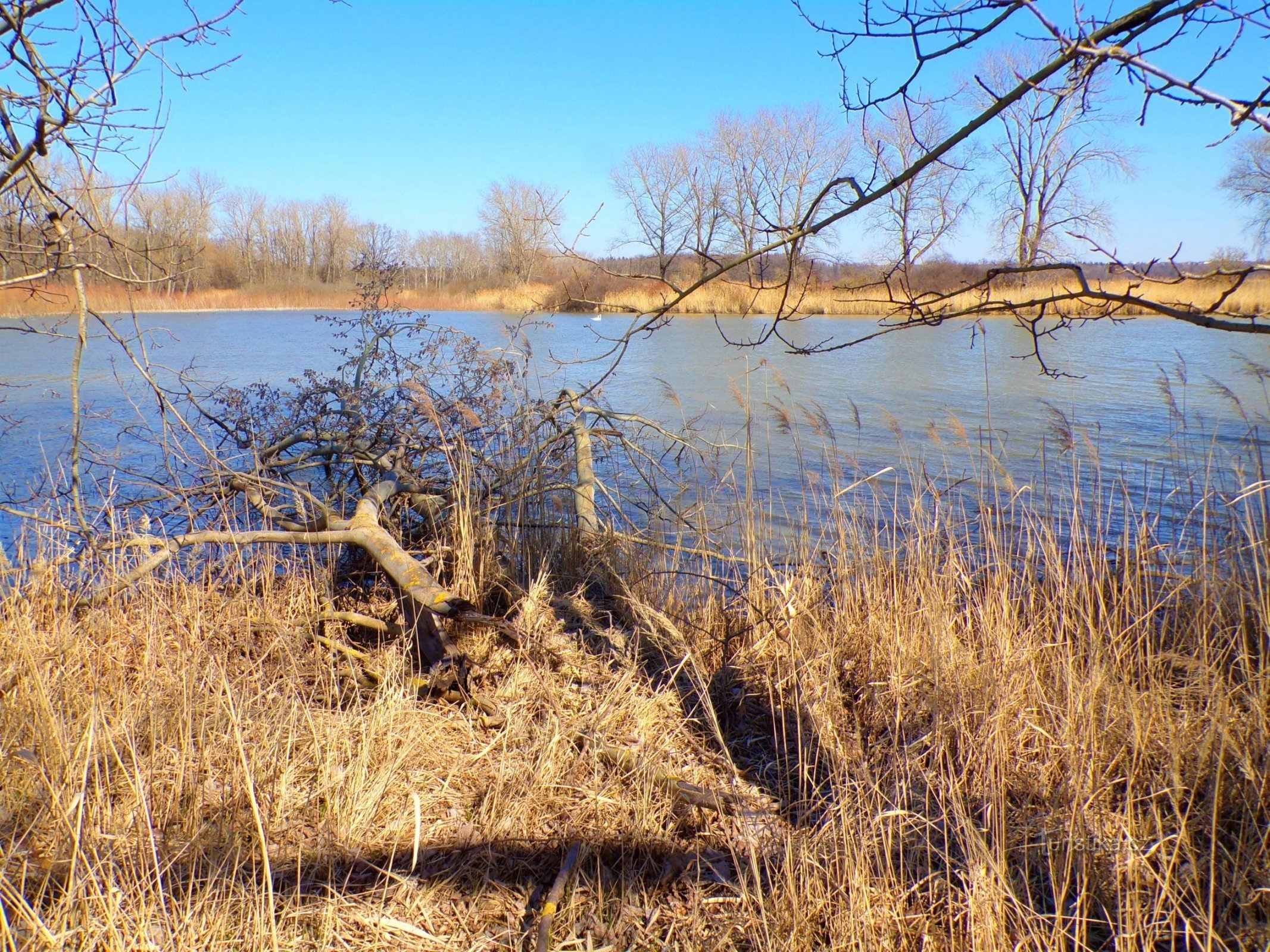 Ředický dam (Horní Ředice, 21.3.2022)