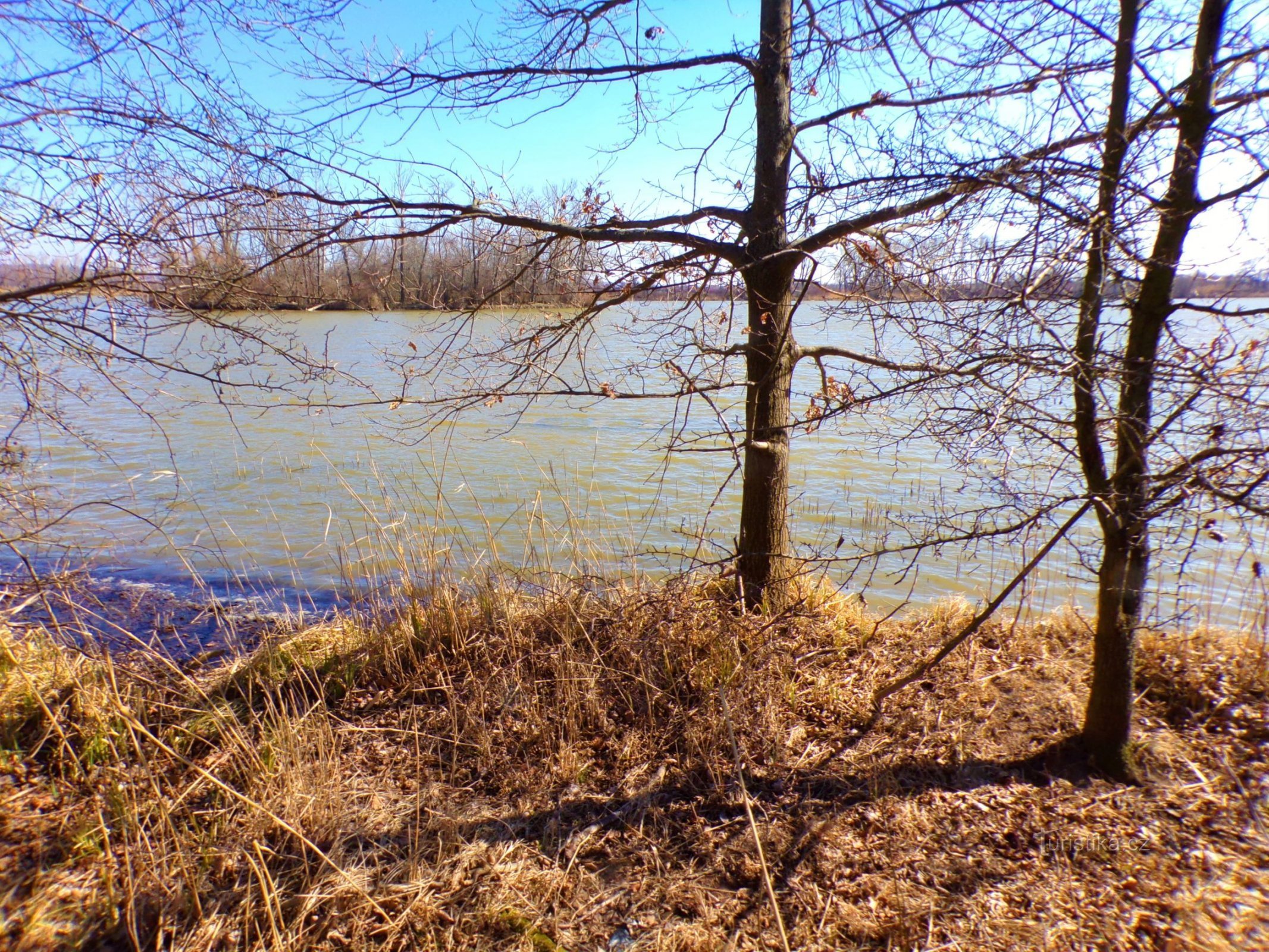 Ředický pond (Horní Ředice, 21.3.2022)