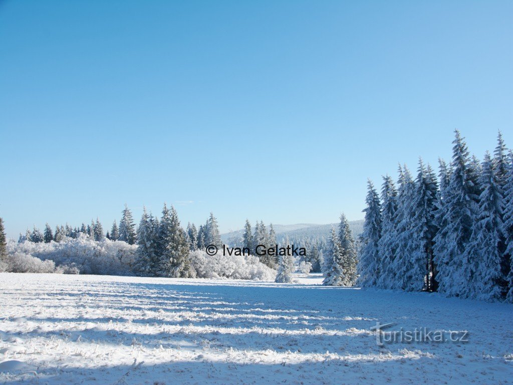 Review of a snowy meadow