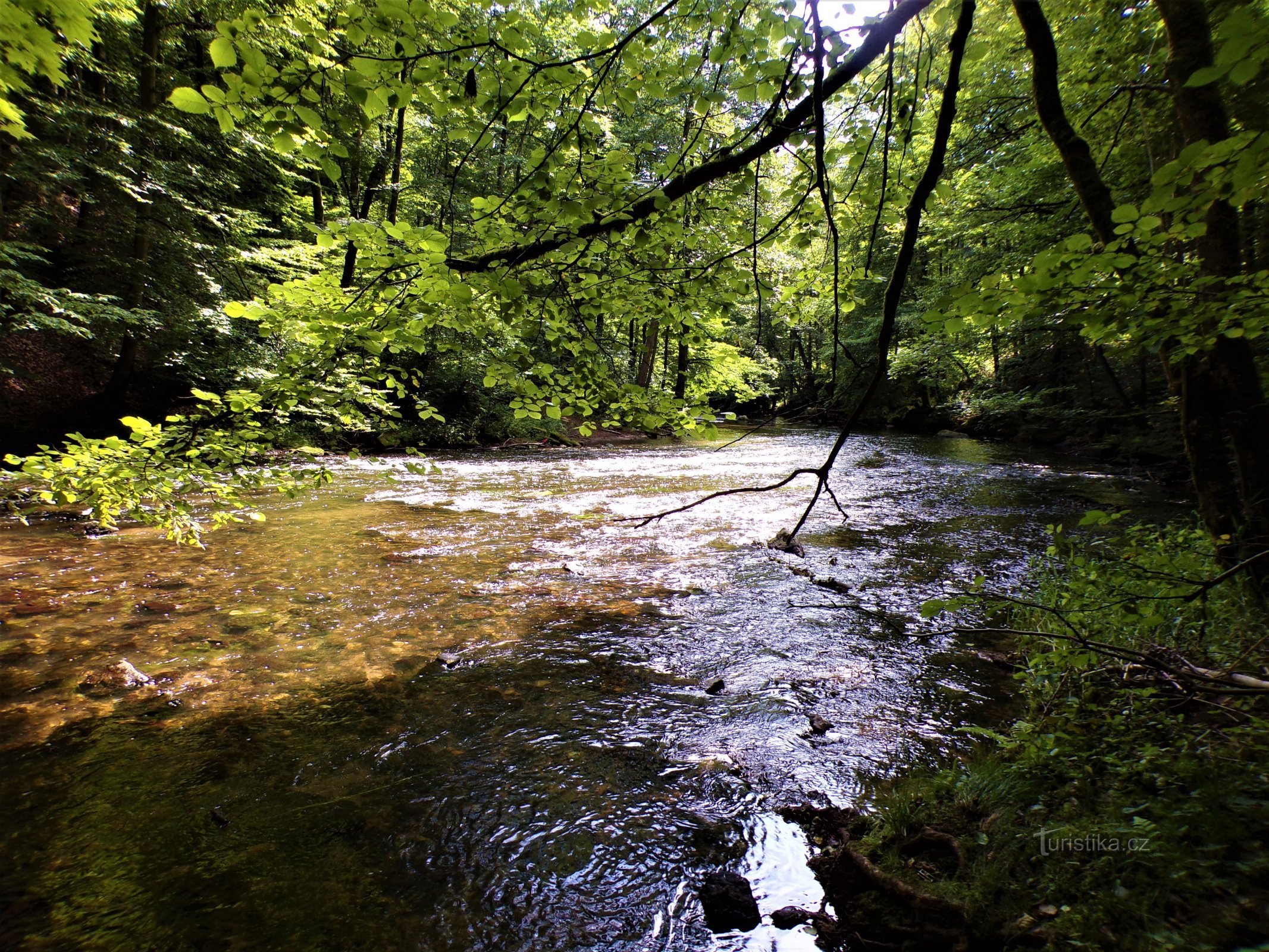 Fiume Úpa pod Boušínem (12.8.2021/XNUMX/XNUMX)