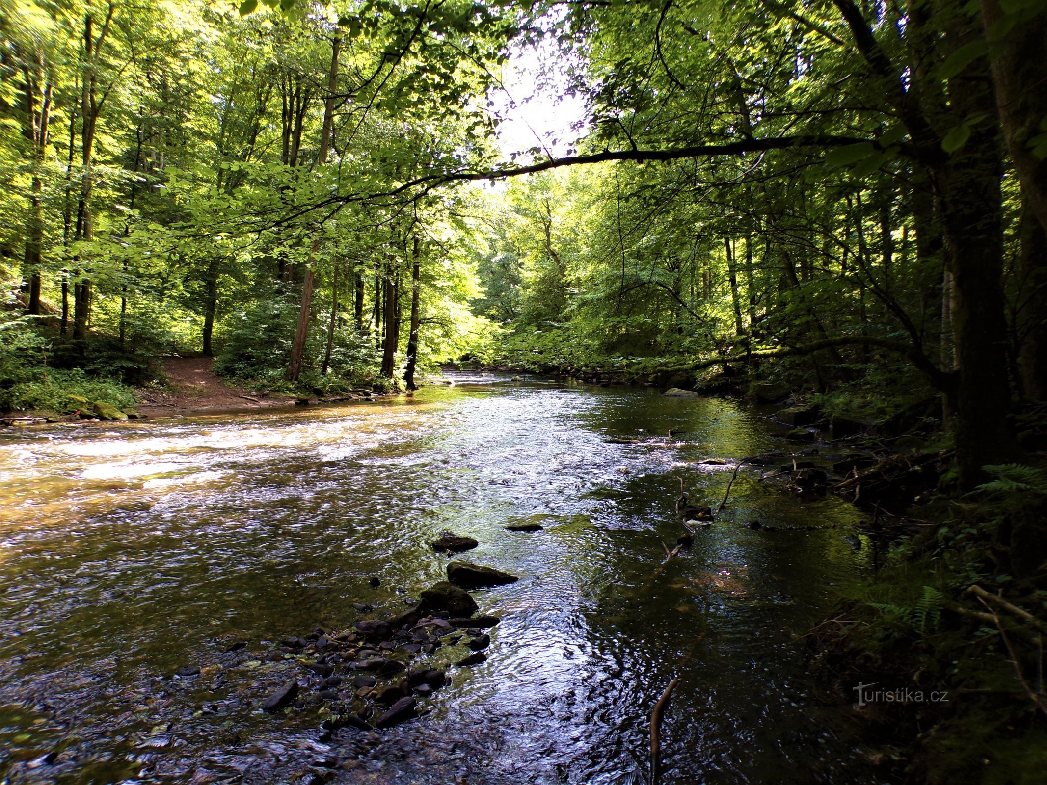 Río Úpa pod Boušínem (12.8.2021/XNUMX/XNUMX)