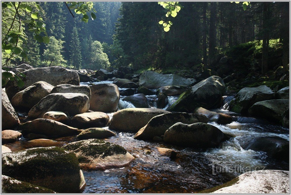 Lontra di fiume