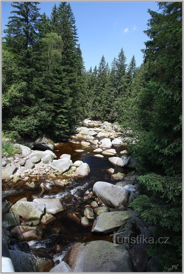 Loutre de rivière