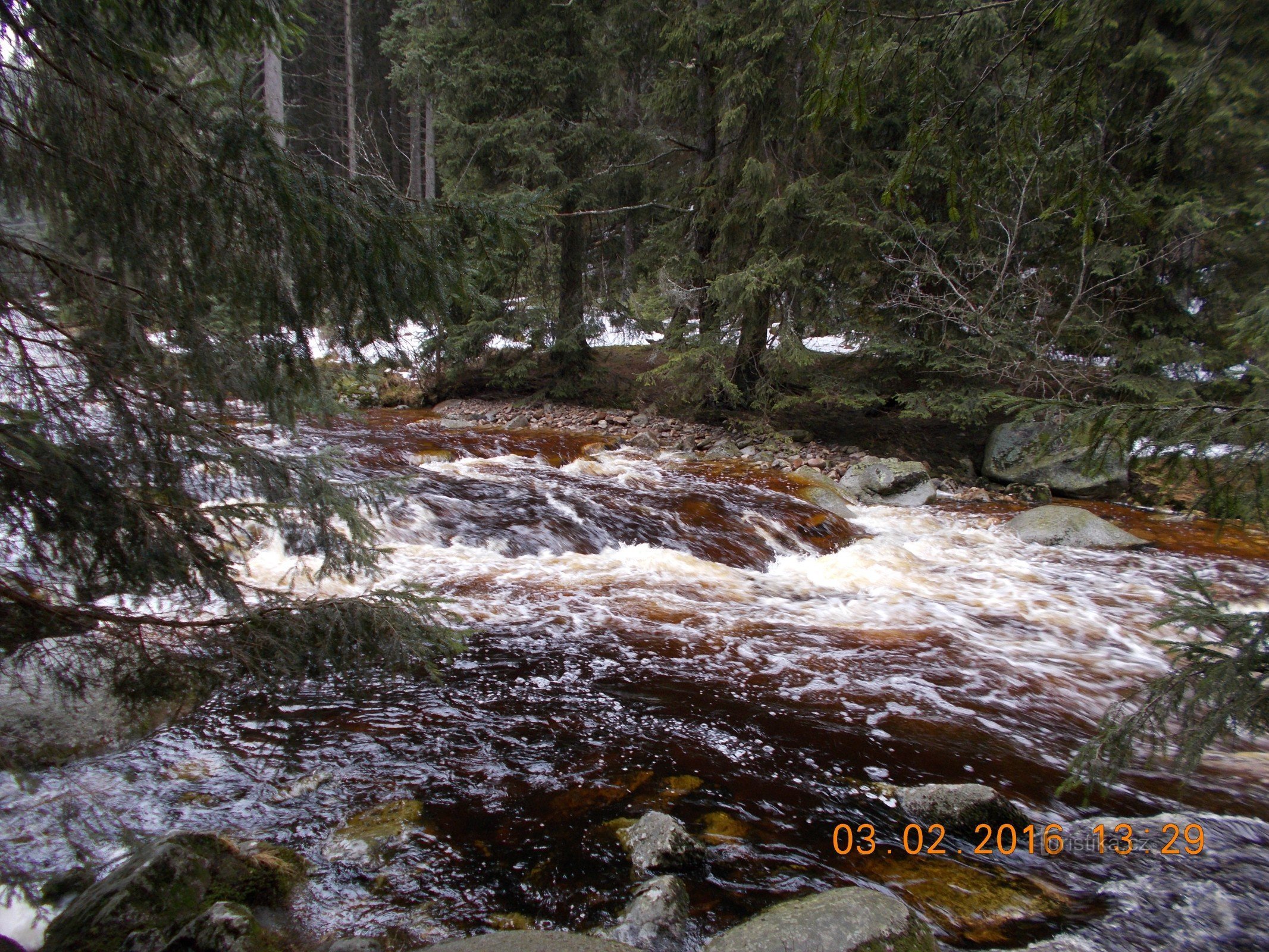 Loutre de rivière