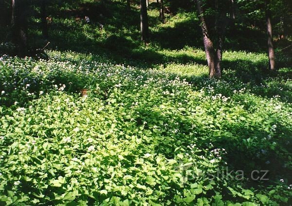 Ліська резервація