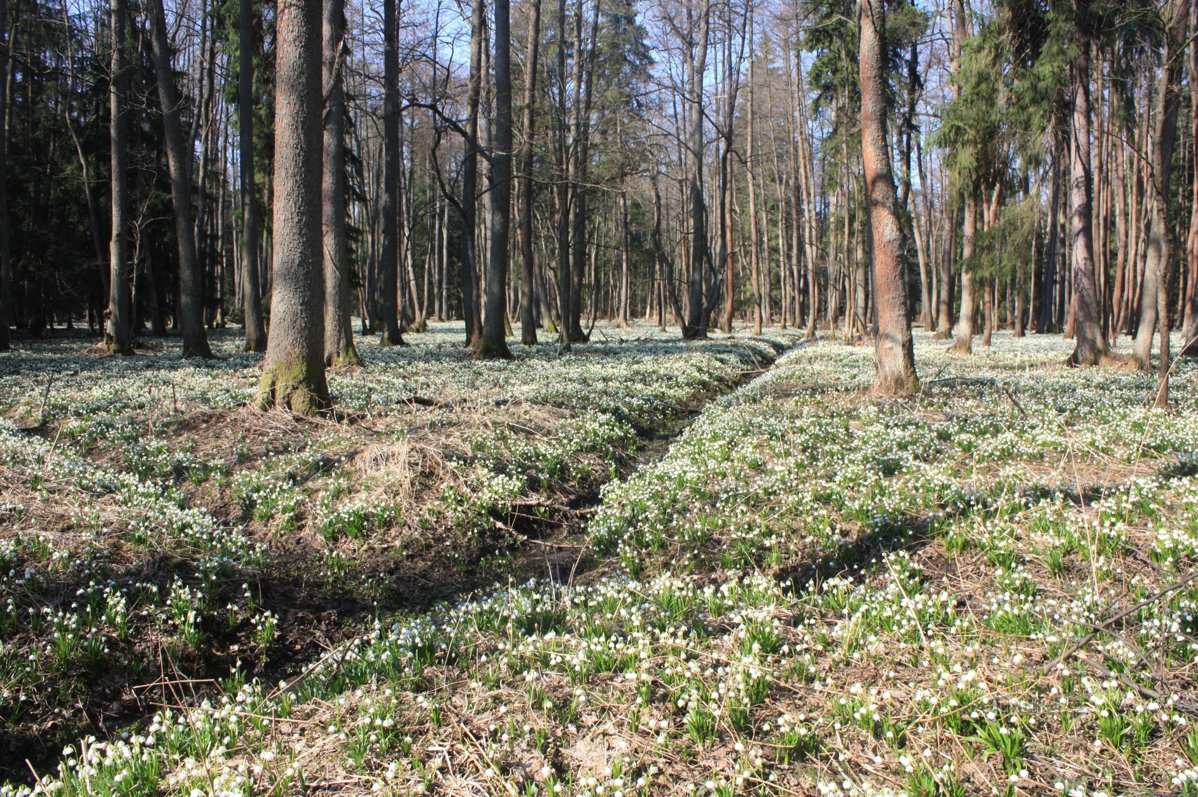 Réservation au début du printemps avec une apparition massive de pallidus vernal