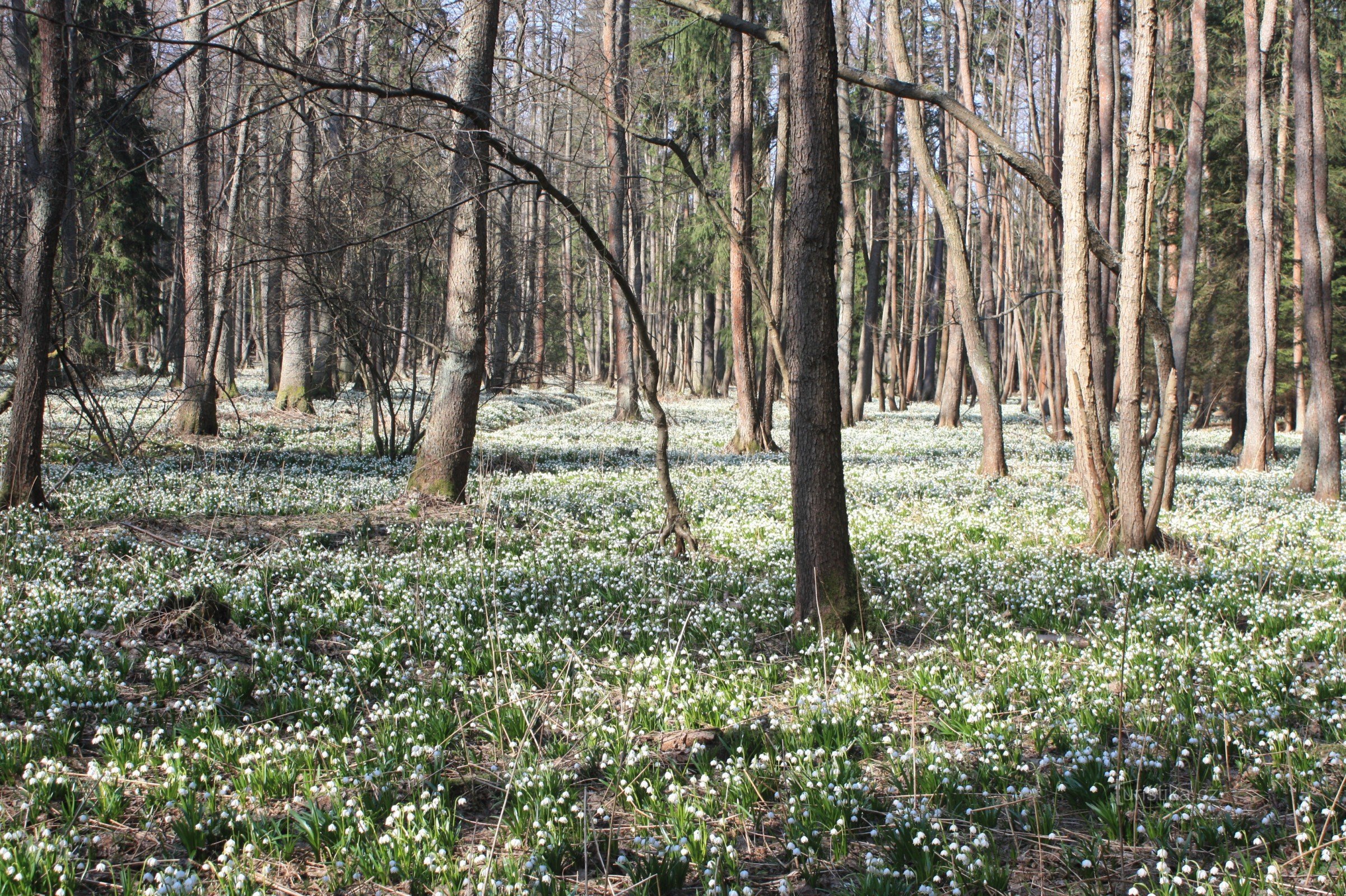 Reservation in the early spring period with a mass occurrence of vernal pallidus