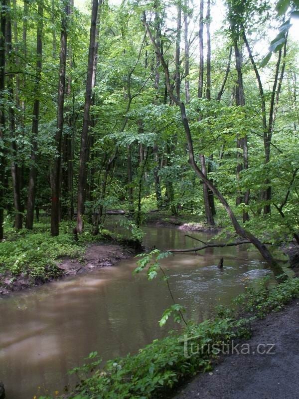 A river after the rain