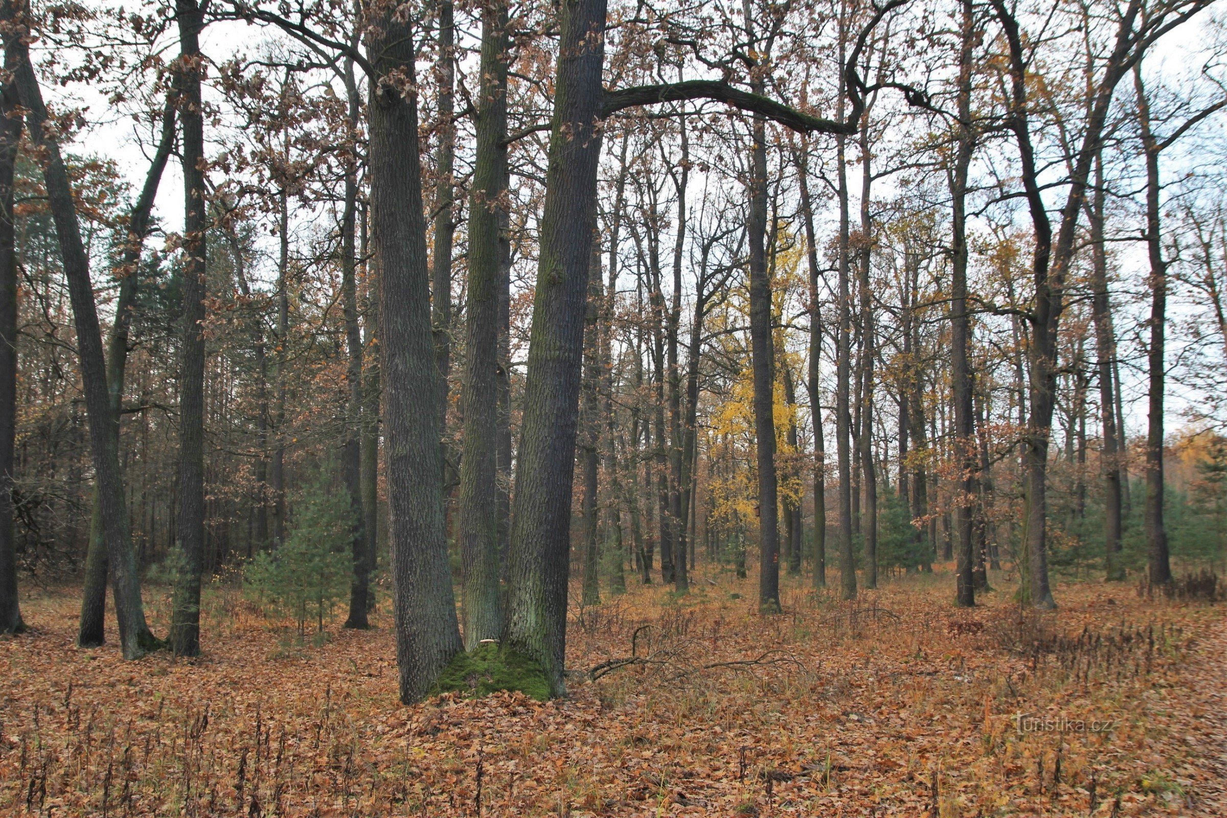 Sparsely covered sunny parts of the reserve