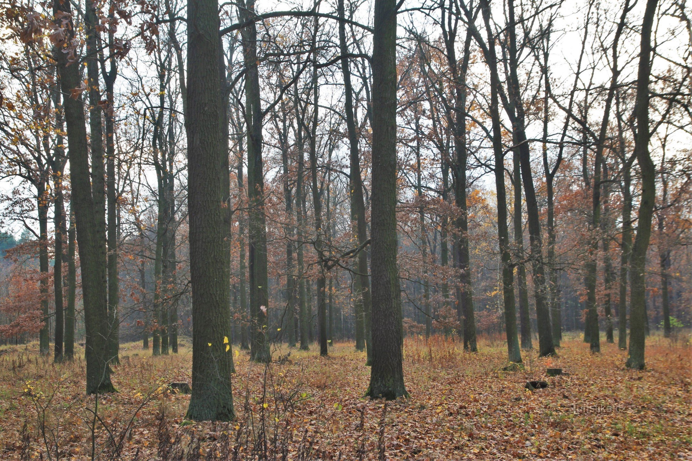 Spärlich bewachsene sonnige Teile des Reservats