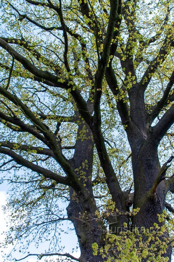 Řitovský oak