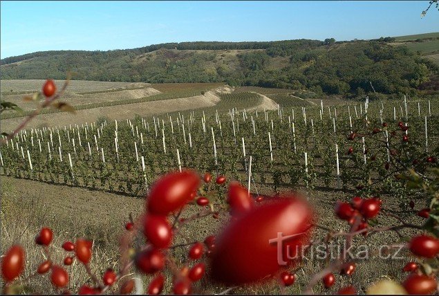 Weingut der Familie Jedlička