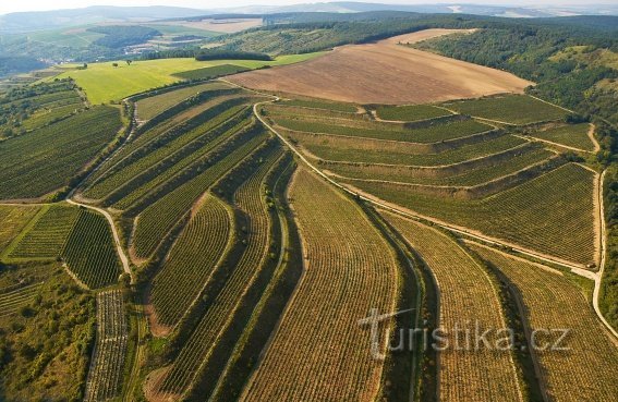 Jedlička familie wijnmakerij