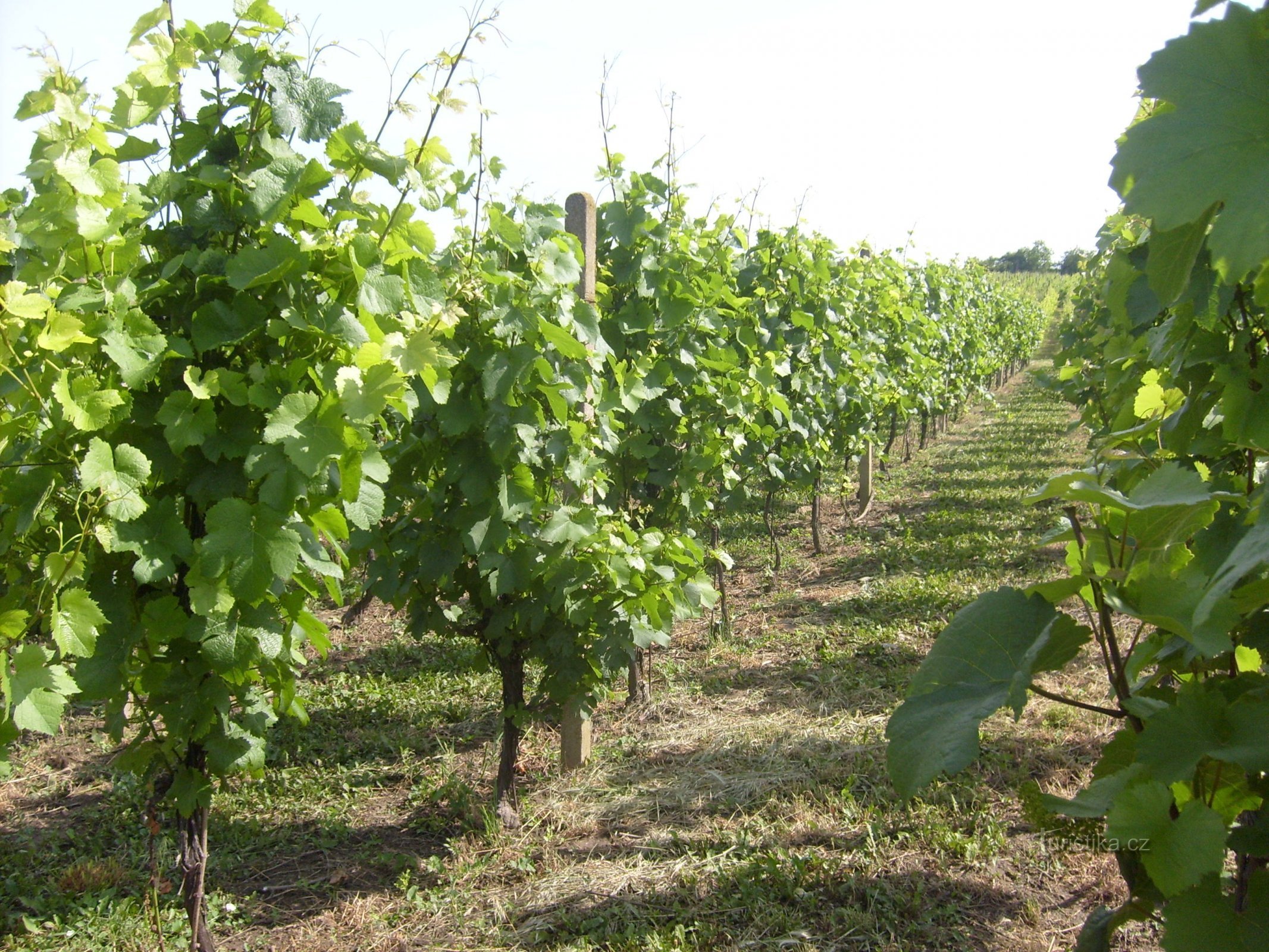 Azienda vinicola di famiglia U Samsonů