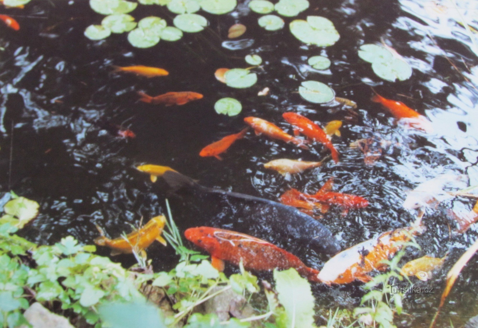 a family of carp from Japan